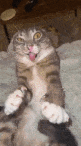 a cat with its tongue out is laying on its back