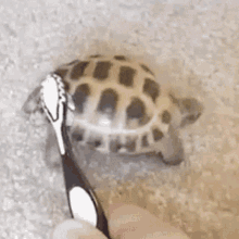 Tortoise Dance GIF - Tortoise Dance Toothbrush GIFs