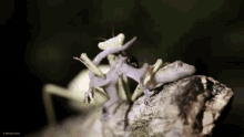 Praying Mantis Eating GIF - Praying Mantis Eating Lizard GIFs