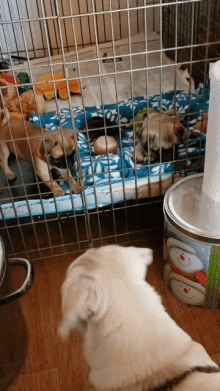 Pug Puppies GIF - Pug Puppies GIFs