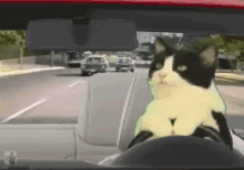 cat drive car funny