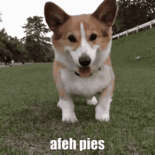 Afeh Pies Gildia Only GIF - Afeh Pies Gildia Only Only GIFs