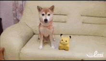 a dog is playing with a toy on a couch