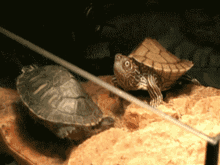 Shocked Turtle GIF - Shocked Turtle What GIFs