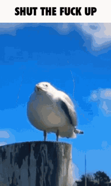 seagull weep