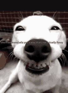 not funny dog smile smirk whe someone tells you a joke