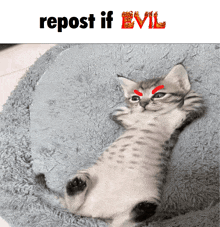 a cat laying on its back with the words repost if evil written above it