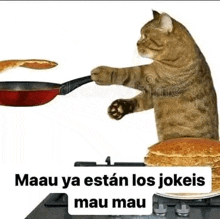 a cat is sitting on a plate of pancakes and holding a pan .