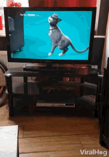 Viralhog Dog Vs Cat GIF - Viralhog Dog Vs Cat Enemies GIFs