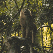 a monkey is standing on a tree branch with its mouth open and a max logo in the corner