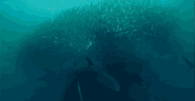 whale underwater animals