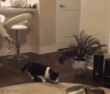 Kittens Startled GIF - Kittens Startled Jump GIFs