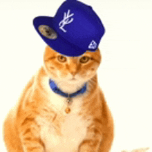 a cat wearing a blue hat that says nyc on it