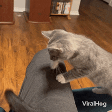 Grabbing Tail Cat GIF