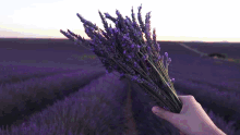 лаванда Lavender GIF - лаванда Lavender Purple GIFs