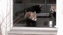 Baby Red Panda Being Startled By Zoo Keeper GIF - Cute Redpanda Zoo GIFs