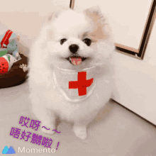 happy national nurses day cute dog nurse pet