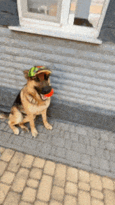 a german shepherd wearing a hat and holding a ball