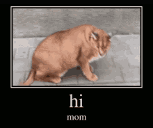 Hi Mom Floppa GIF - Hi Mom Floppa GIFs