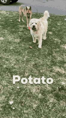 Potato Baked GIF - Potato Baked Labradoodle GIFs