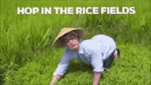 Rice Field GIF - Rice Field GIFs