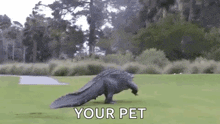 Golf Monster GIF - Golf Monster Alligator GIFs