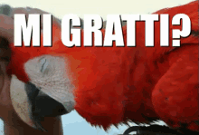 Prurito Grattare Gratta Grattini Prudere Pappagallo Ara Uccello Coccole Animali Animale GIF - Itch Itchy Scratch GIFs
