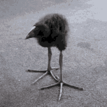 Silly Bird GIF - Silly Bird GIFs