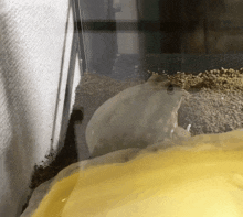 a frog is sitting in a tank with a yellow container