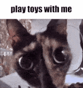 Cat Stare Cat Play Toys With Me GIF - Cat Stare Cat Play Toys With Me Play Toys With Me Cat GIFs