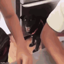 Shocked Dog GIF - Shocked Dog Black Labrador GIFs