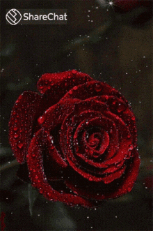 Red Rose Rose GIF - Red Rose Rose Glitters GIFs