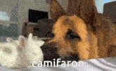 a german shepherd laying on a bed with a small white rabbit and the word camifaron written on the bottom