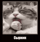 a cat is licking its paw with its tongue .