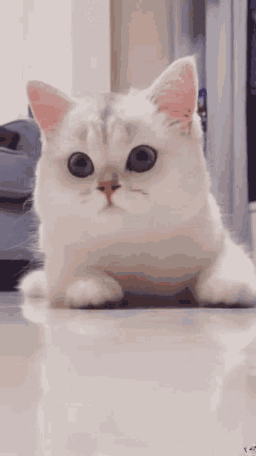 Cat Smiling GIF - Cat Smiling Happy - Discover & Share GIFs