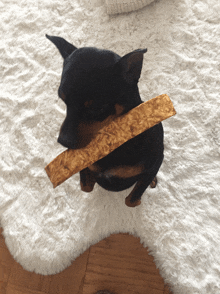 a small black and brown dog chews on a piece of bread