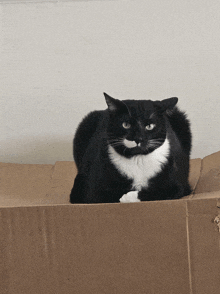 a black and white cat with a mustache is laying in a cardboard box