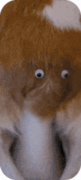 a close up of a cat with googly eyes on it