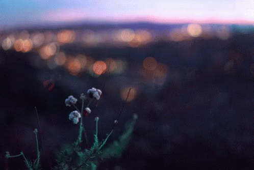 Plant Flower GIF - Plant Flower View - Discover & Share GIFs