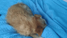Sleeping Dog Dog GIF - Sleeping Dog Dog Sleep Bed GIFs