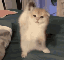Do The Cat GIF