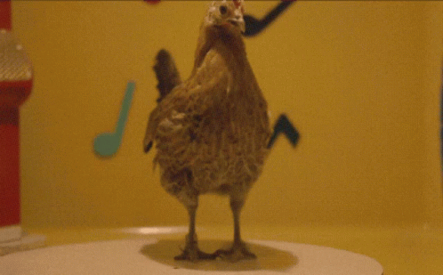 Dancing Chicken Cute GIF - Dancing Chicken Cute Dance GIFs