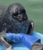 a person wearing blue gloves is petting a seal on a blue surface