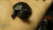 Slow Nom GIF - Turtles Tiny Nomnomnom GIFs
