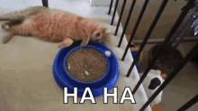 Bored Cats GIF - Bored Cats Lazy GIFs