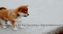 Shiba Shibe GIF - Shiba Shibe Shiba Inu GIFs