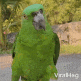 Confused Viralhog GIF - Confused Viralhog Puzzled GIFs