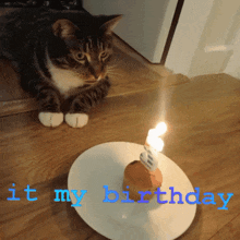 864mcs Cat It My Birthday GIF - 864mcs Cat It My Birthday Party GIFs