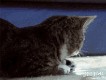 Cat Turn GIF - Cat Turn Change GIFs