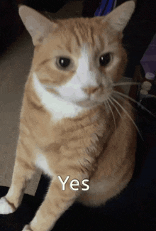 an orange and white cat with the word yes written on its face